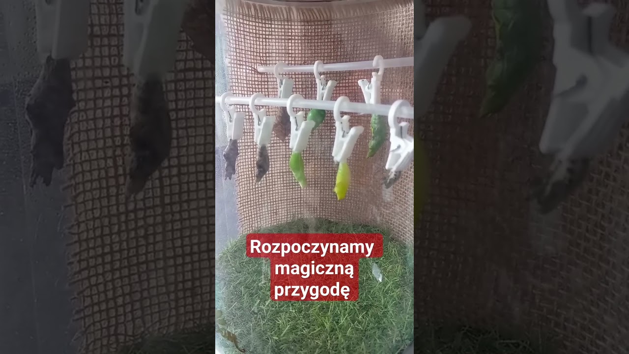 Własna hodowla motyli #shorts  #butterfly #butterflies #butterflies metamorphosis #motyle #viral