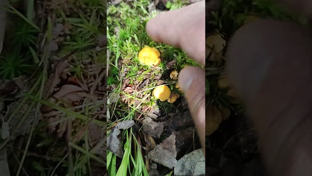 Pilze/Fungi.  ПРЕДВКУШЕНИЕ АНТИ ПАРАЗИТАРНОЙ ОБРАБОТКИ. Cantharellus cibarius. Лисичка обыкновенная