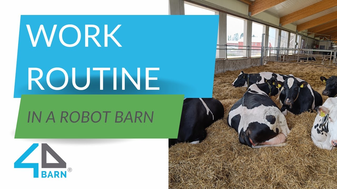 EN | Work routine in a robot barn