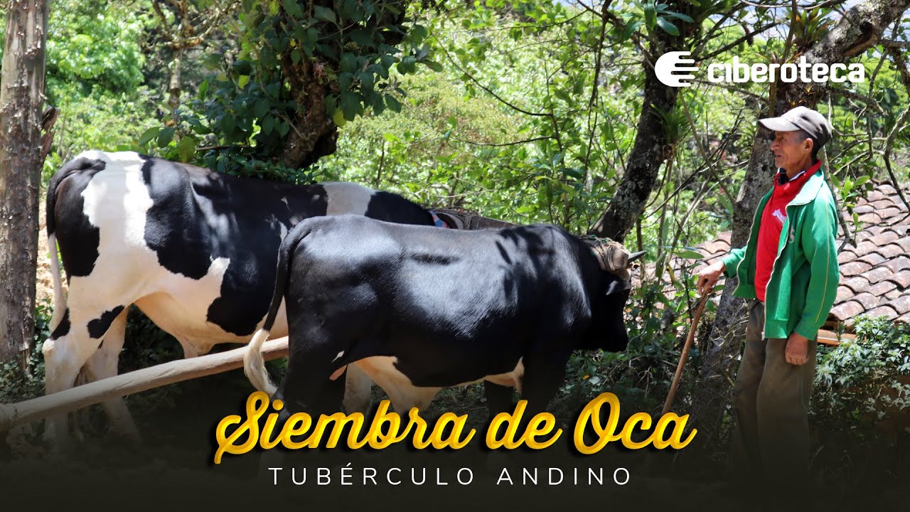 Como se siembra la oca | Ciberoteca