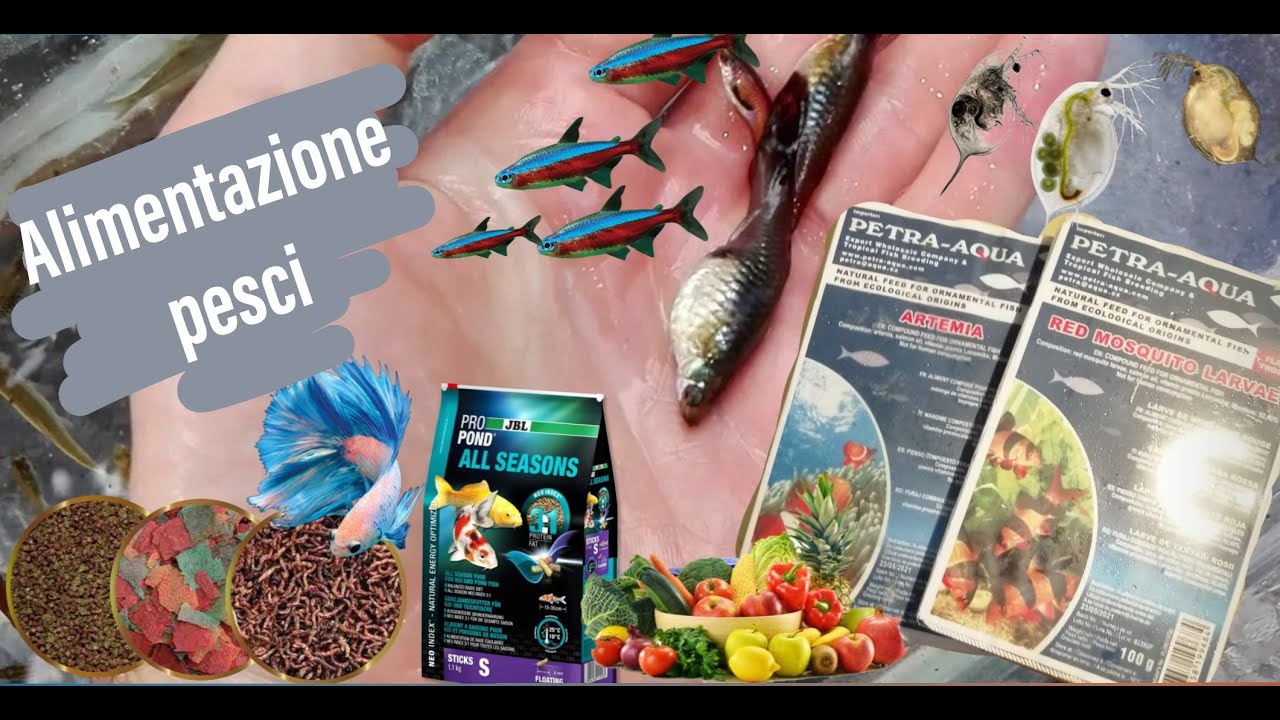 come alimento i MIEI pesci - piano alimentare