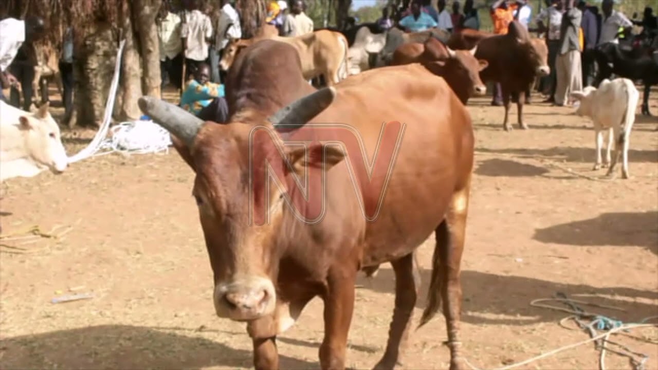 CATTLE MARKET: Traders say buyers are few, business is bad this year
