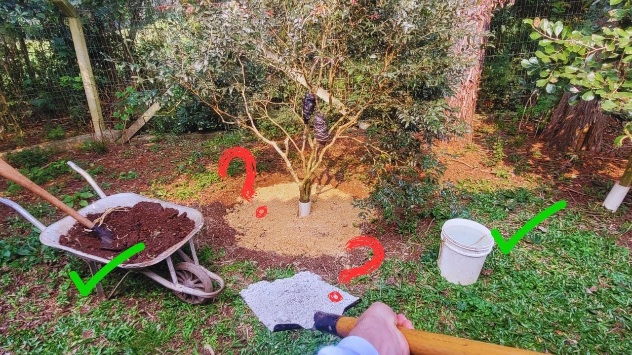 4 Pontos para Plantar Frutíferas e Nunca Perder Uma Muda Da Cova aos Segredos da Adubação e Rega
