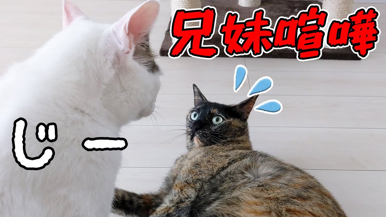 平和主義のモモとマウントを取りたいチロの戦い