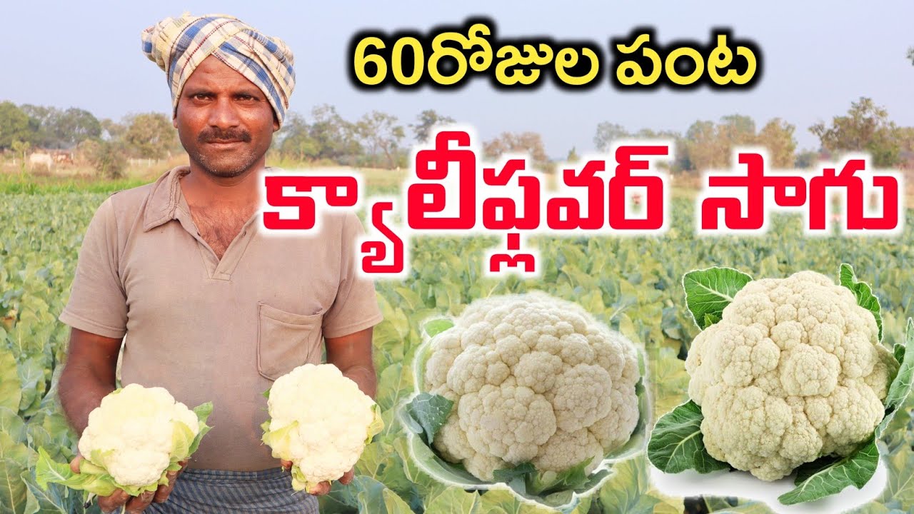 Cauliflower Cultivation | అర ఎకరంలో కాలీఫ్లవర్ పండిస్తున్న | Gobi Farming | Shiva Agri Clinic