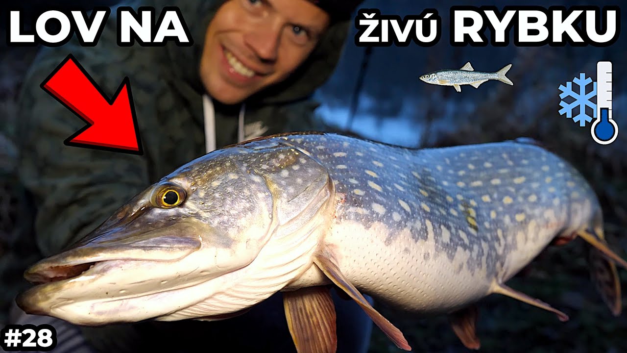 Lov Dravcov - Dravců 🎣 na Živú Rybku 🐬 aj na snehu ❄⛄ lov šťuky - štiky a zubáča - candáta !  #28
