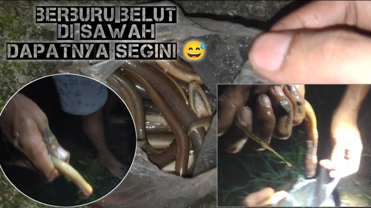 BERBURU ‼️MENCARI BELUT SAWAH DIMALAM HARI