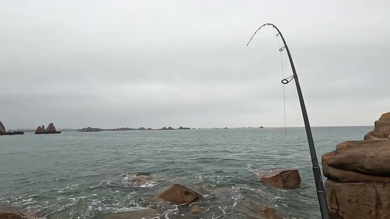 Pêche du bord en Bretagne, les bars sont présents et actifs au leurre de surface
