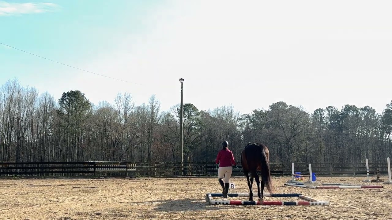 March 2026 VEE In Hand Trail Class