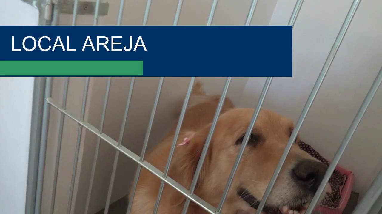CMVE Hotel para C&atilde;es