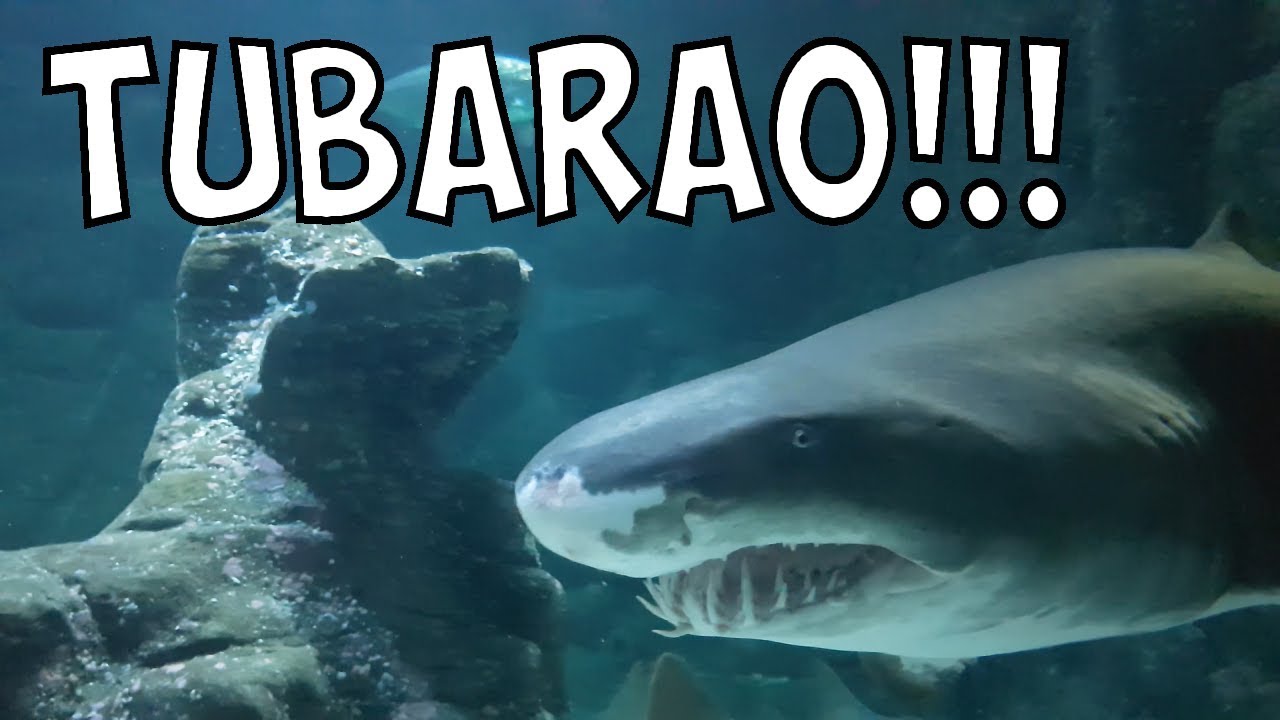 🦈 Aquário de São Paulo - Parte 2: Tubarões e Arraias