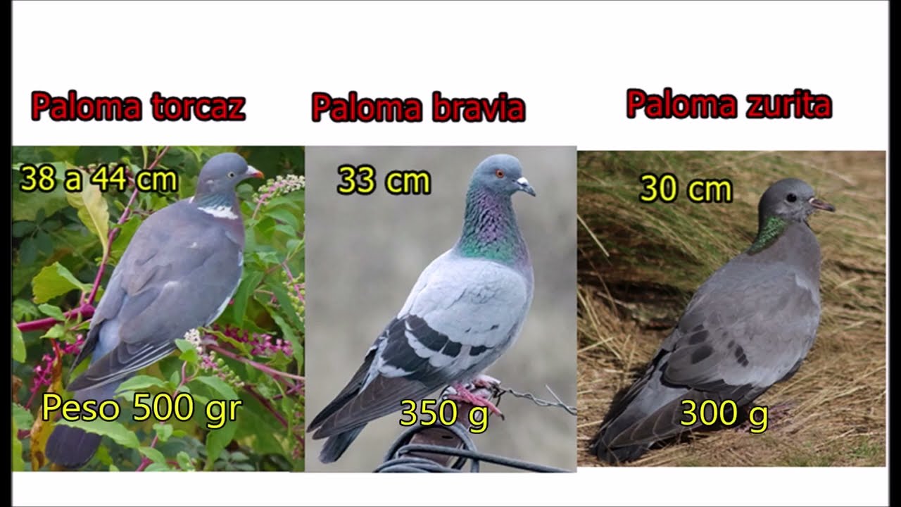 La paloma torcaz. datos y curiosidades