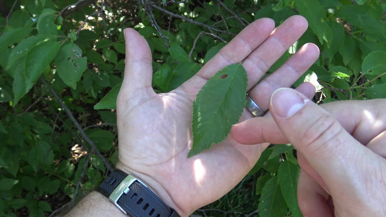 Identifying American (wild) plum