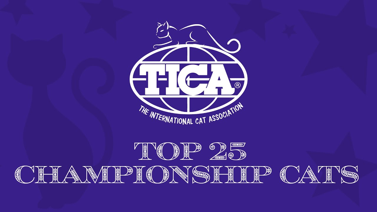 Top 25 Championship Cats