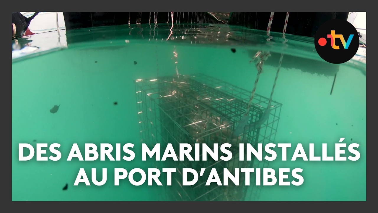 Des cabanes pour les jeunes poissons dans le port d'Antibes