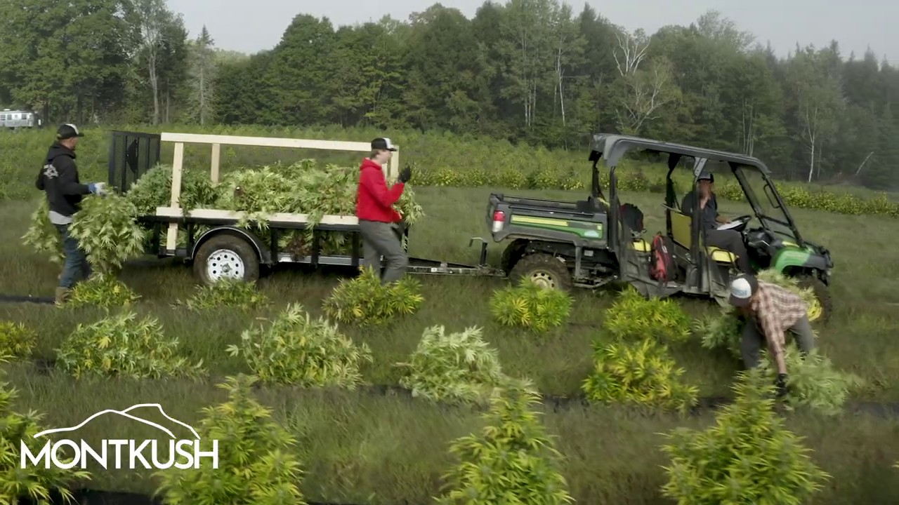 MONTKUSH  Harvesting