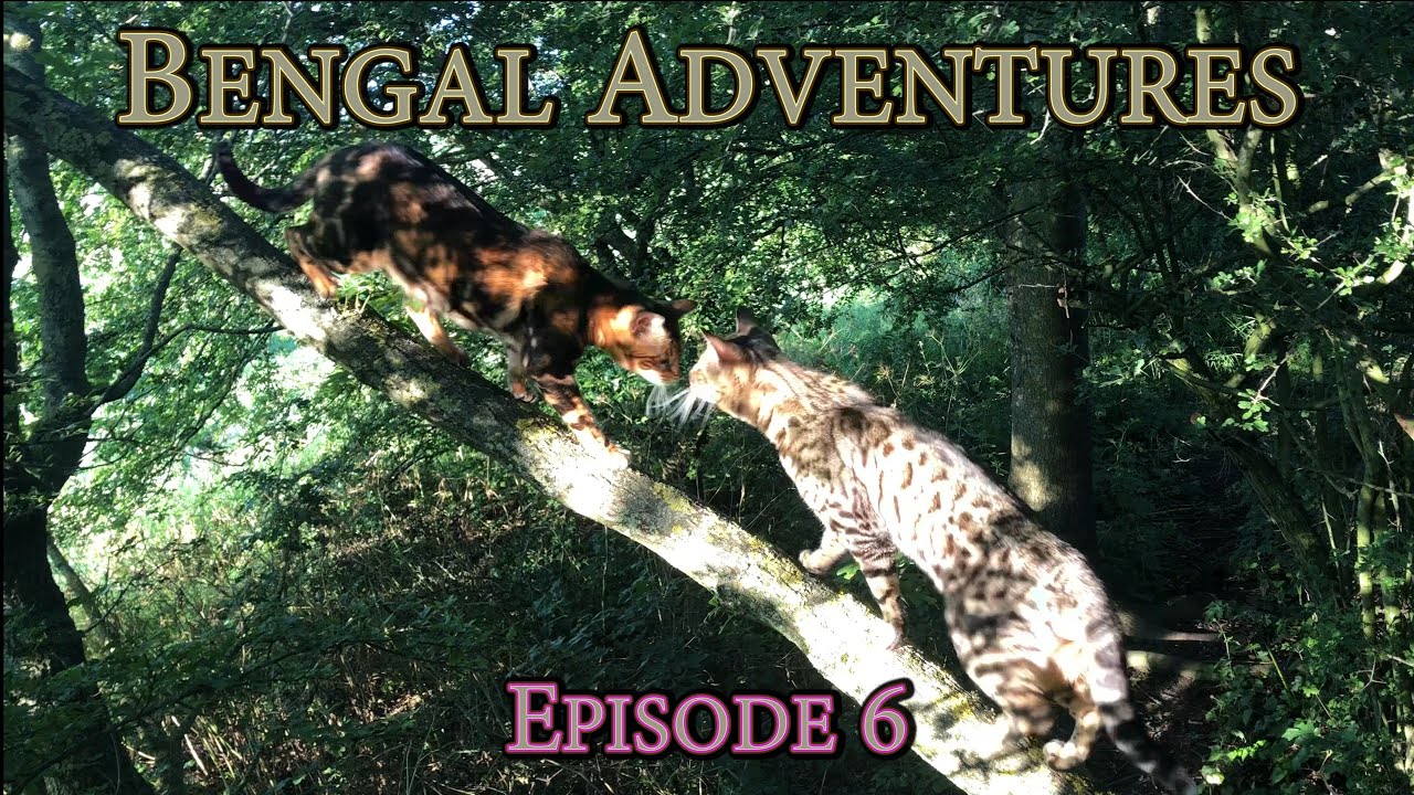 Bengal Adventures - Episode 6 - Tree Explorations