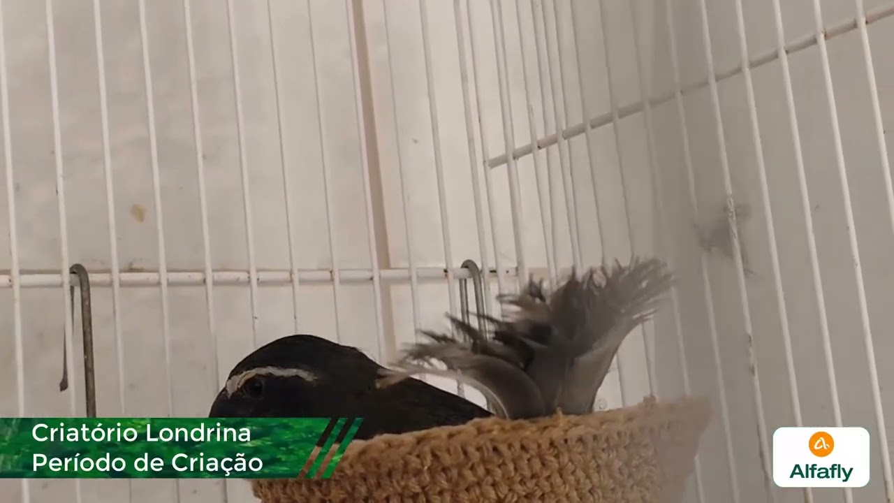 TEMPORADA DE CRIAÇÃO - CRIATORIO LONDRINA