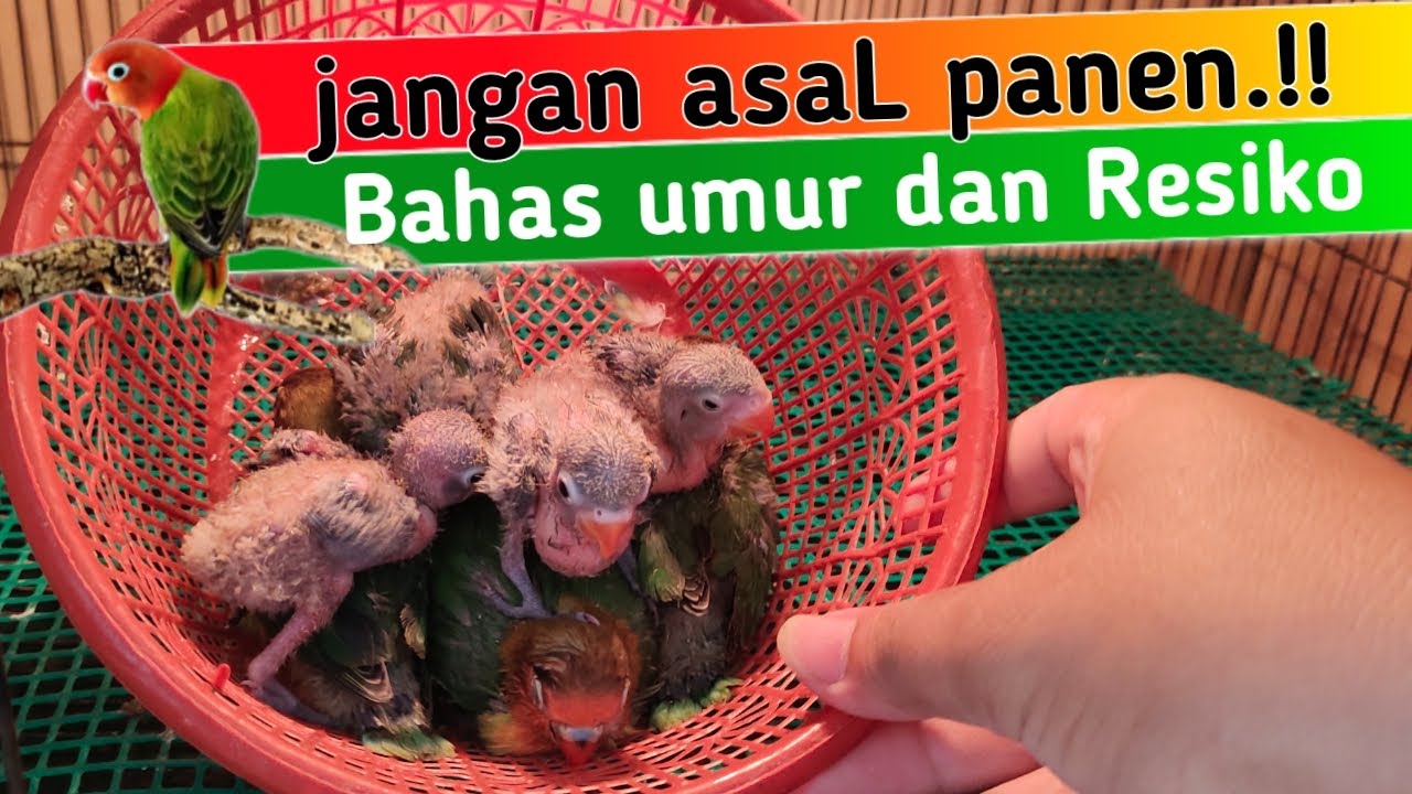 Umur Berapa anakan Lovebird Bisa di Panen ?