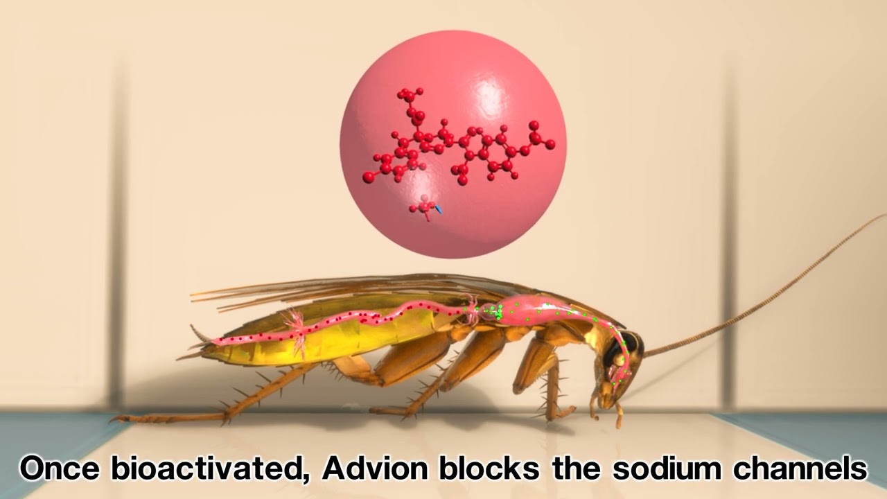 Advion Cockroach Gel - Discover Bioactivation