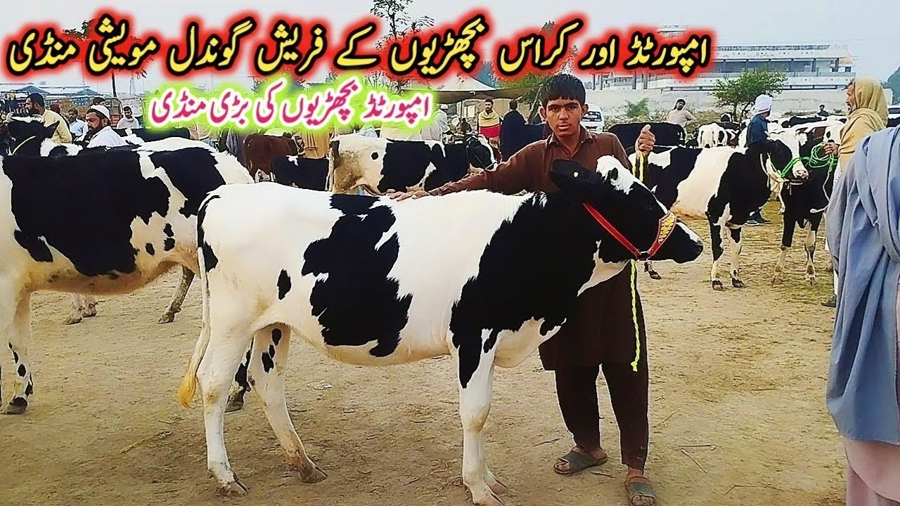 Imported heifers Fresh Rate on Gondal Mandi!Gondal Mandi latest update 01 Oct 2025!#jersey #heifers
