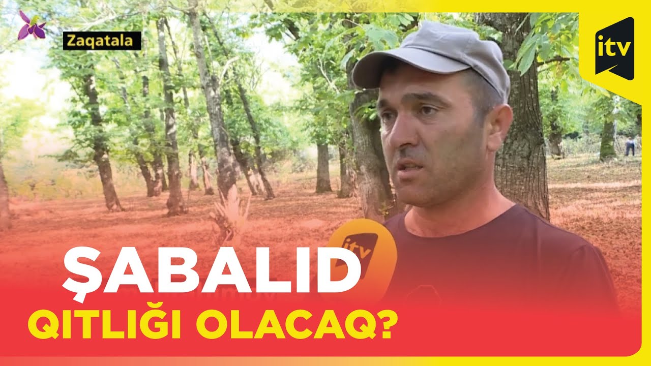 Şabalıd ağaclarına düşən xəstəlik 85 faiz məhsulu məhv edib