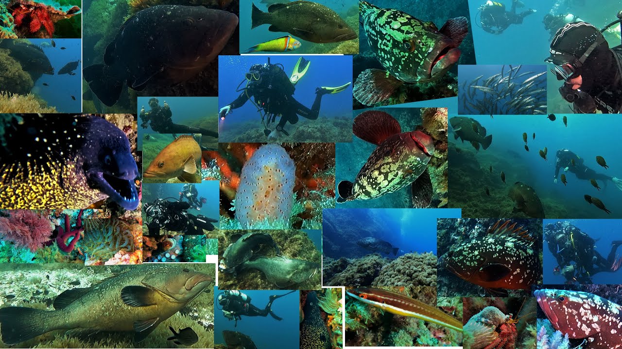 Buceo en la reserva marina de Cabo Palos-Islas Hormigas, baja Piles I, 