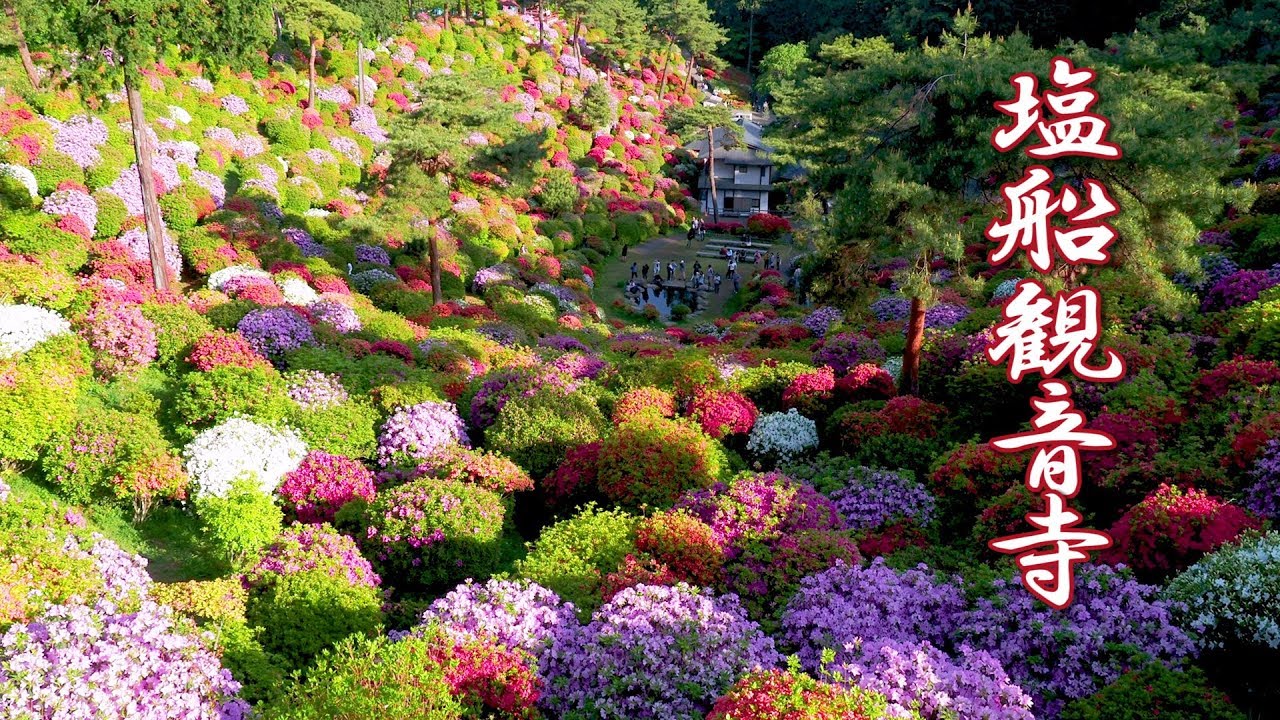 TOKYO. The Azaleas of Shiofune Kannon-ji Temple. #塩船観音寺 #4K