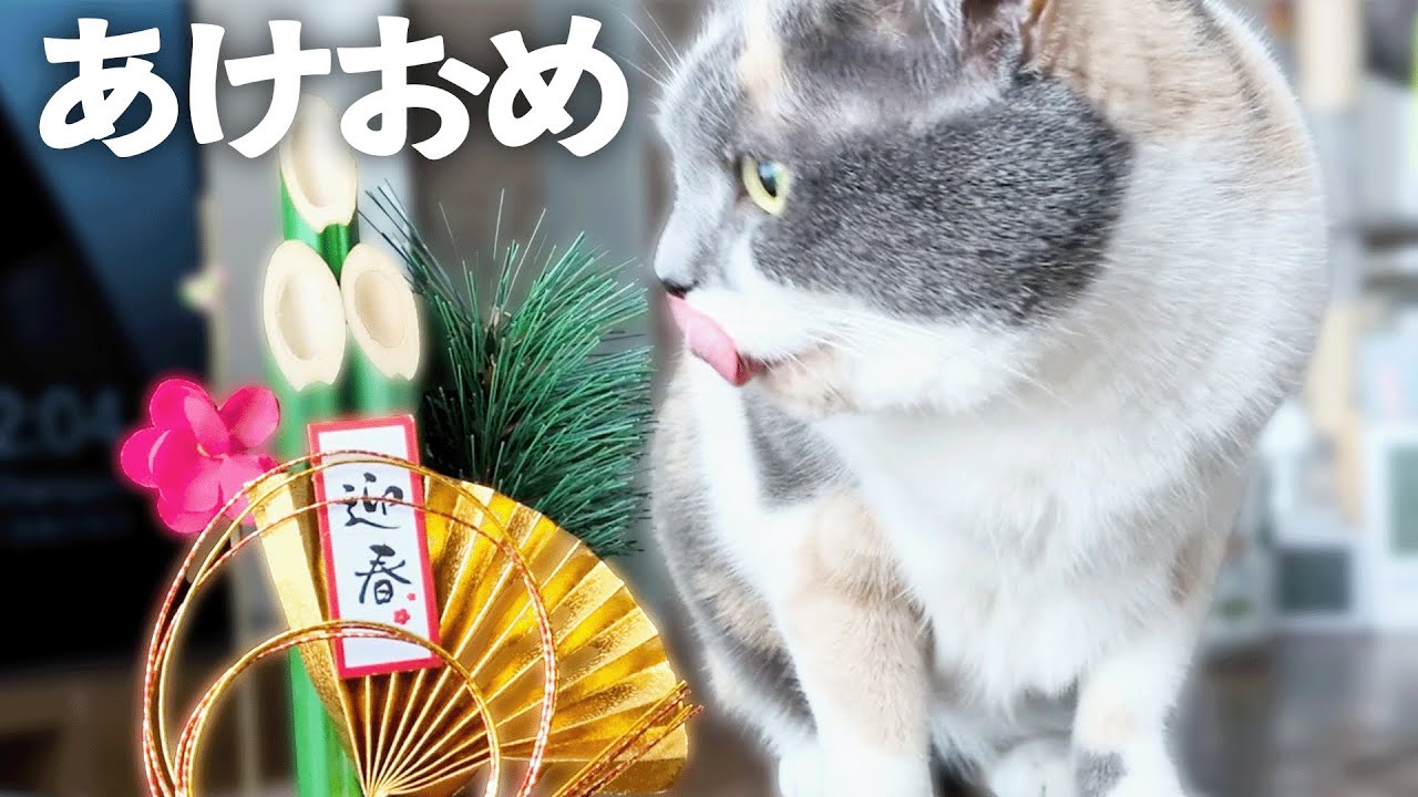 【新年】明けましておめでとうございます｜足長マンチカンとの静かな暮らし【猫と暮らしのvlog】