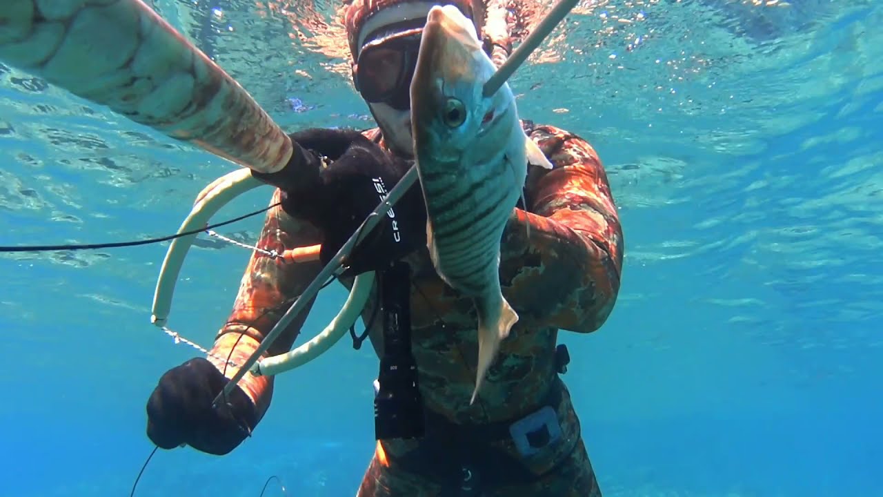 Pesca sub: Mormore muggini e altri pesci #sudsardegna