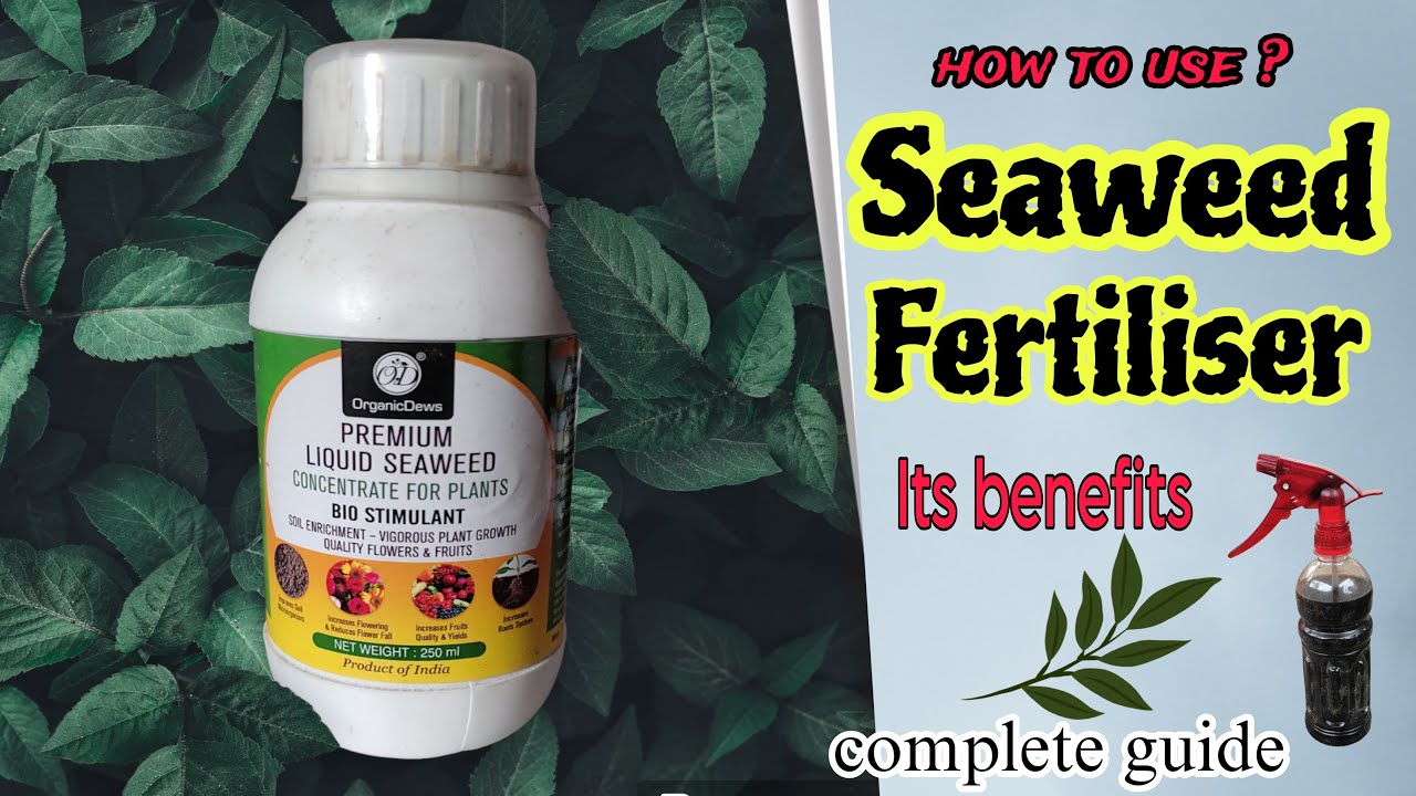 Seaweed fertilizer . Its uses and benefits.  Boost flowers in your plants. #trending #garden #plants