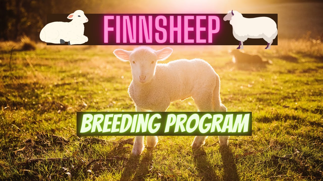 Finnsheep breeding program [Meet the beginning of the flock] - What makes Finnsheep great?