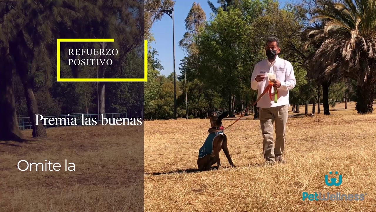 1.- Entrenamiento canino con refuerzo positivo, entrena a tu perro con  Petwellness y El Croqueton