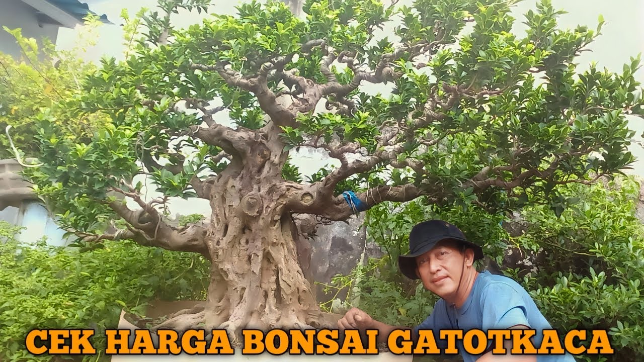 ISTIMEWA DAN MEWAH!!! CEK HARGA BONSAI TERBARU BONSAI KERATON BANG EMILL ELEGAN GATOT KACA