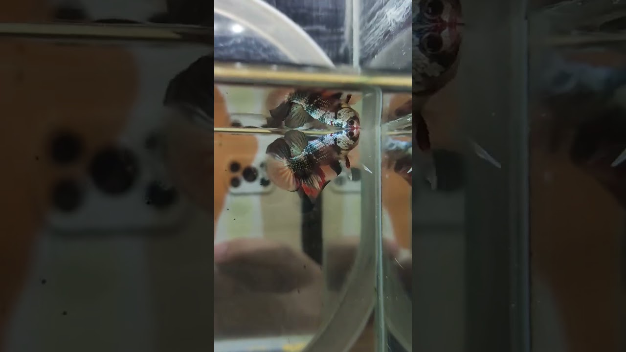 🙏 #bettafish #bettalovers #crossbreeding #F1