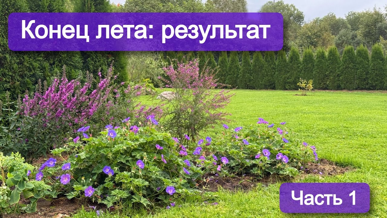 Что стало с растениями к концу лета после моих пересадок и стрижек