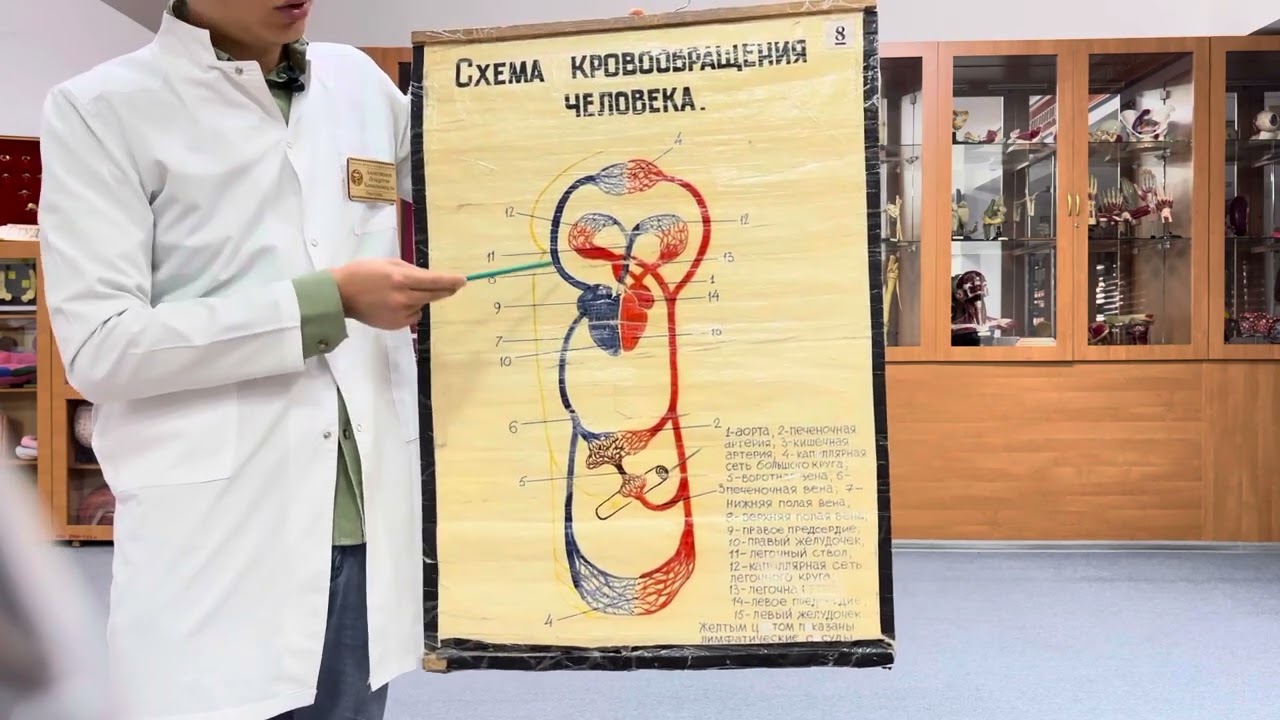 Үлкен және кіші қан айналым шеңбері