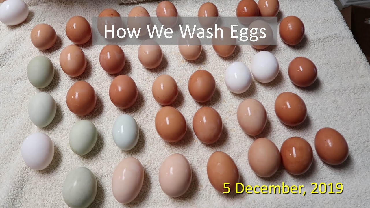 How We Wash Eggs