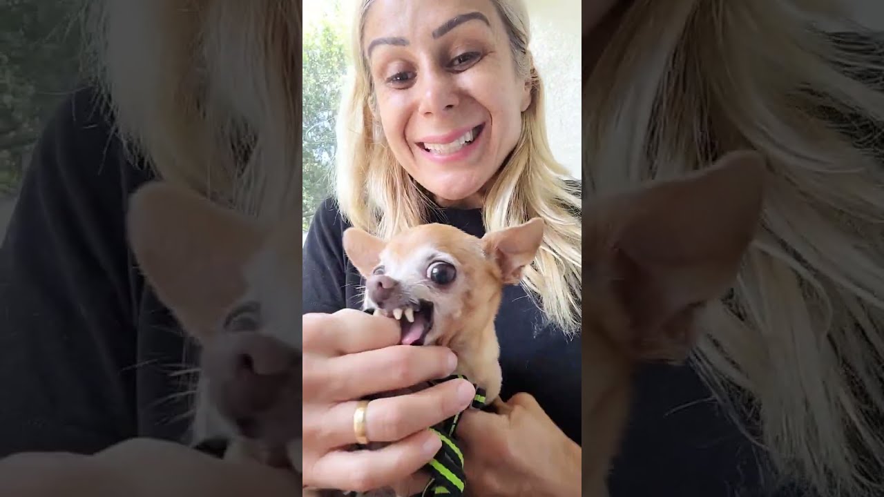 ROINA DA MANHÃ LEVANDO JUJU E PITUCA PRA PASSEAR