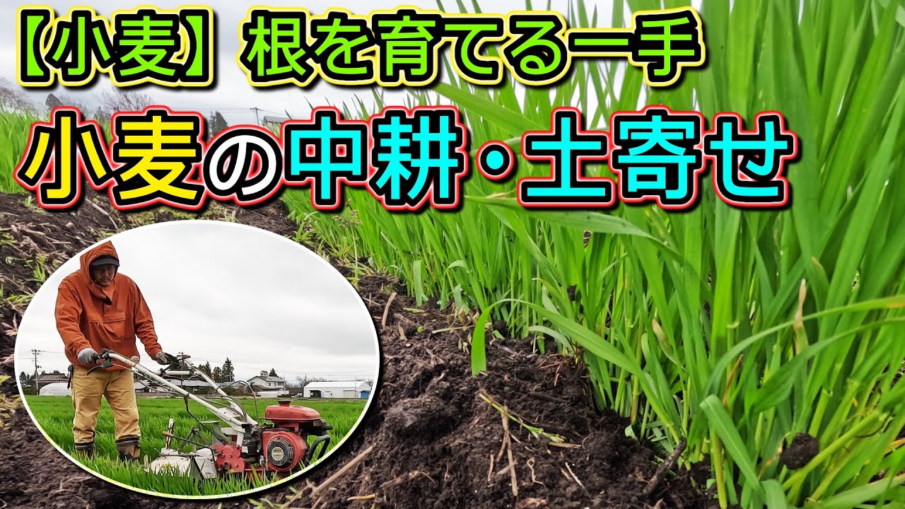 【小麦】根を育てる！小麦の中耕・土寄せ