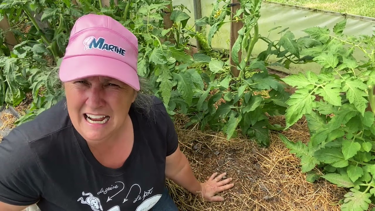 Pourquoi la cendre fait-elle un excellent engrais pour les tomates? 🍅