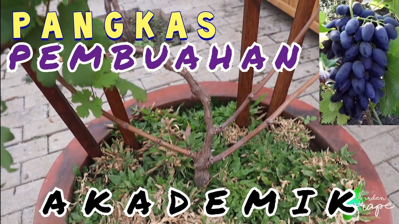 EKSPERIMEN RAMBATAN ANGGUR... !!! PANGKAS PEMBUAHAN ANGGUR AKADEMIK