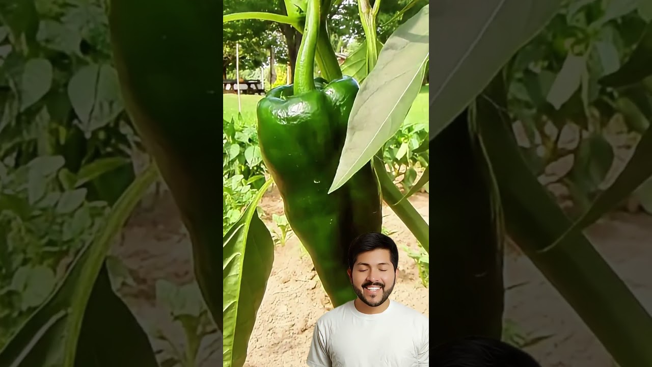 As&iacute; es como se recolecta el Chile Poblano en los campos de cultivo #trabajo