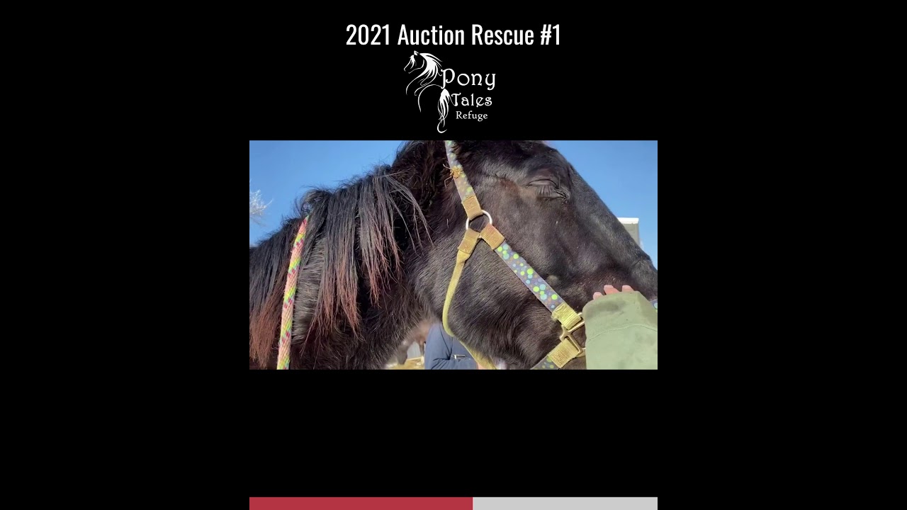 2021 Auction Rescue #1