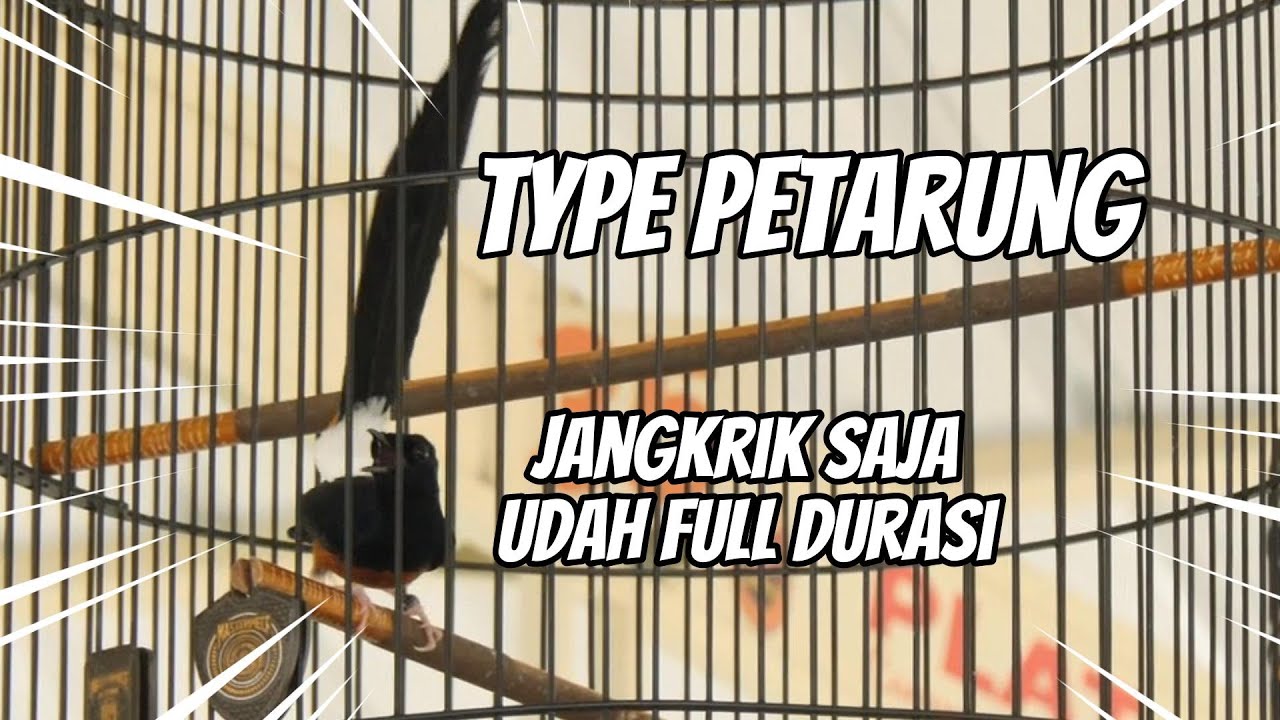SETTINGAN FIGHTER TINGGI AGAR STABIL TIAP MINGGU !!