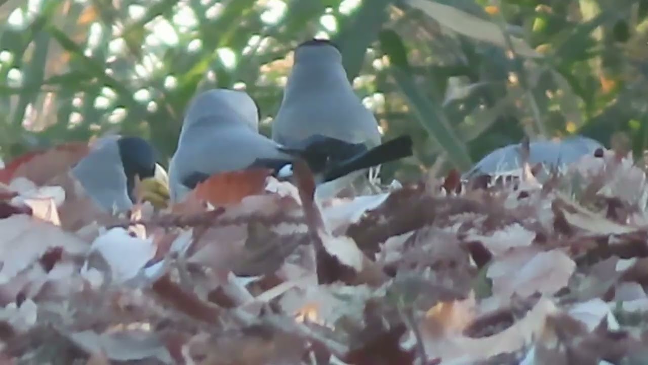 イカル_12_癒し_片倉城址公園_Jpaniese Grosbeak_4K