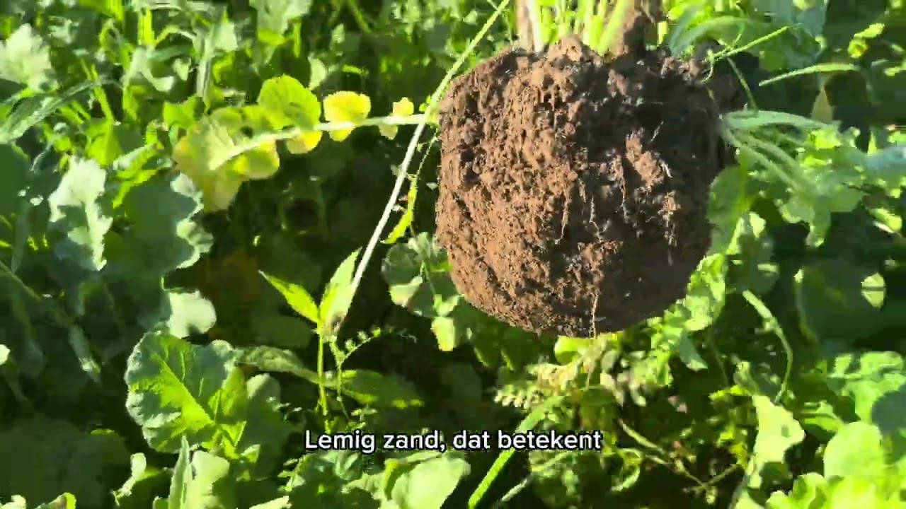 DSV zaden | TerraLife BetaSola in de praktijk