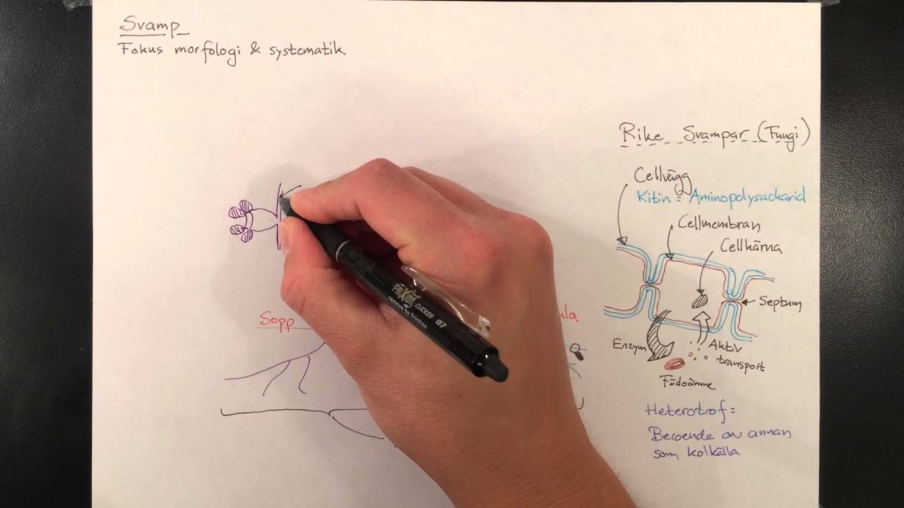 Svamp, morfologi & systematik