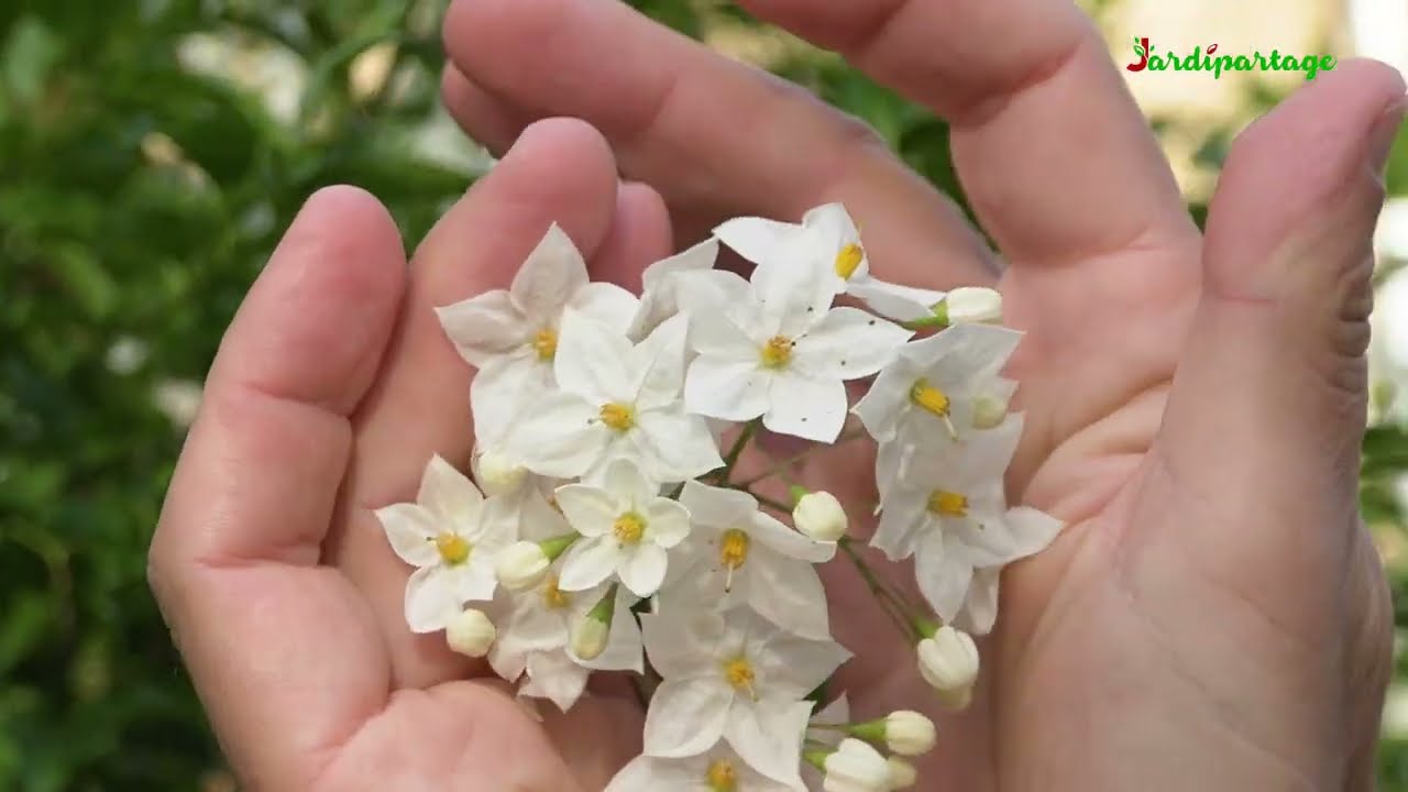 Solanum jasminoides, Morelle faux-jasmin : une grimpante fleurie tr&egrave;s, tr&egrave;s longtemps !