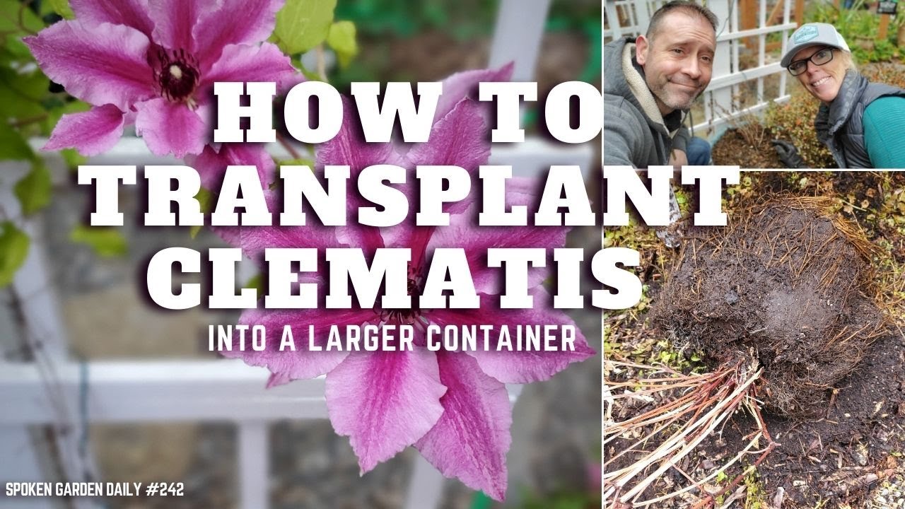 💜😀 Transplanting Clematis into a Larger Container - SGD 242 😀💜